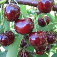 Саженец Вишня Эрди Ботермо